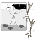 Colligo Marine Hurricane Mooring Systems